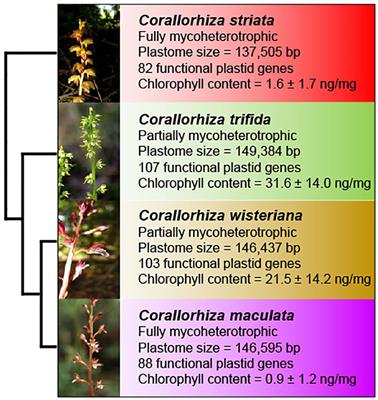 Evolution of Whirly1 in the angiosperms: sequence, splicing, and expression in a clade of early transitional mycoheterotrophic orchids